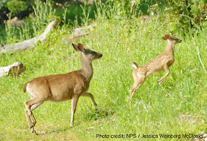 deer 1 graphic